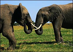 Elephant-Fight